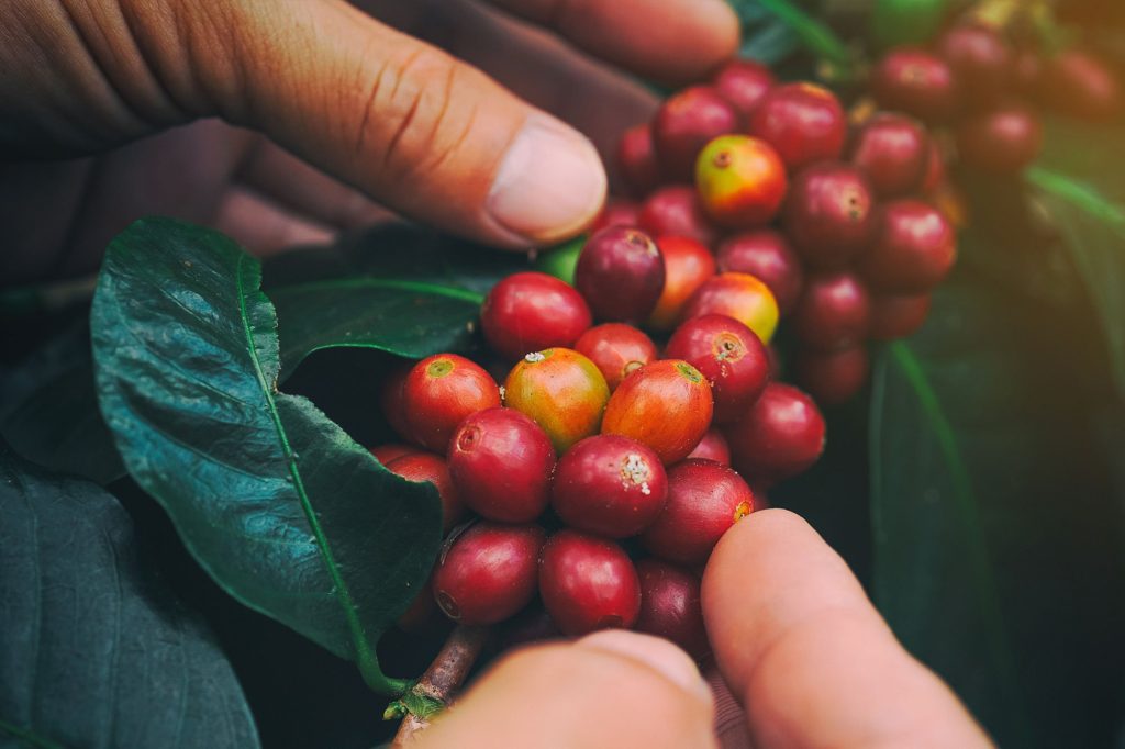 Coffee Cherries