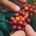 Coffee Cherries