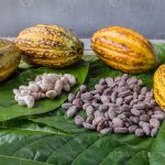 cocoa pods