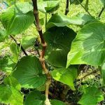 Kava plant